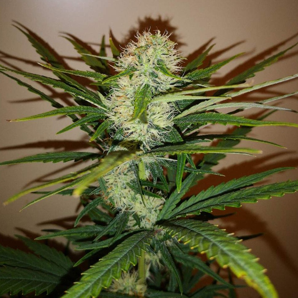 заказать семена конопли курьером Auto Chronic Ryder feminised