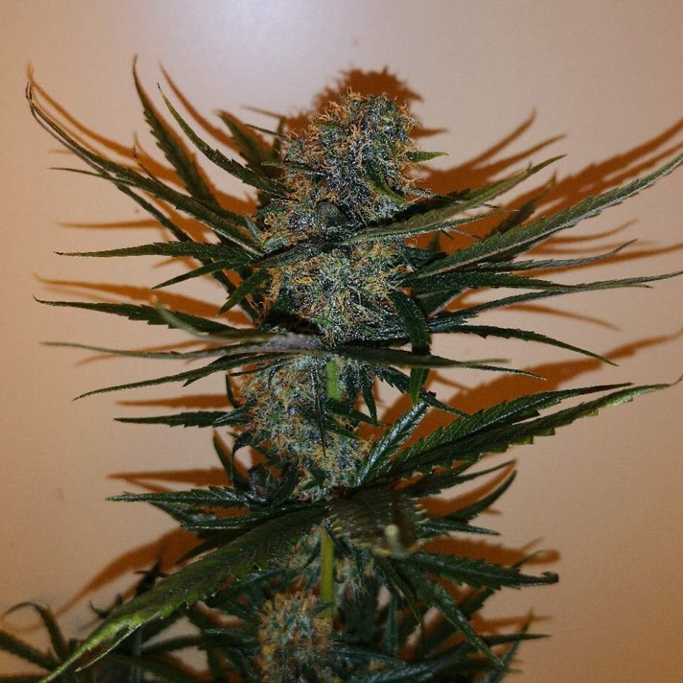 Семена ганжа  Auto Chronic Ryder feminised Ganja Seeds