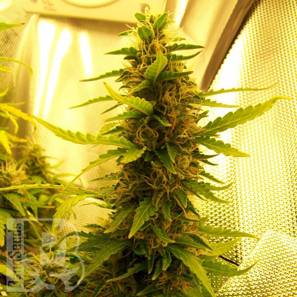 Семена марихуаны  Russian Widow feminised Ganja Seeds