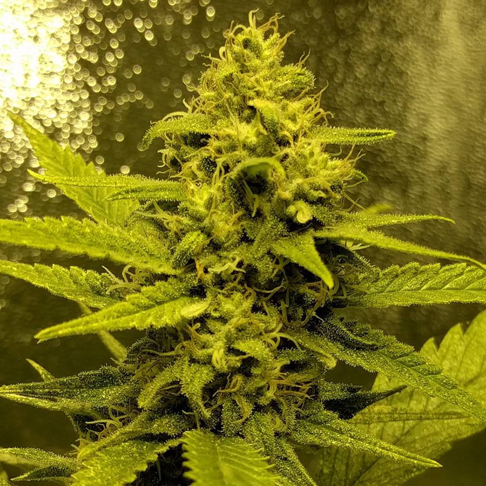 Семена каннабиса  Auto Titan regular Ganja Seeds