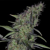 Auto Sweet Tooth x Somango feminised Ganja Seeds