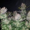 купить семена конопли Auto Dark Devil feminised