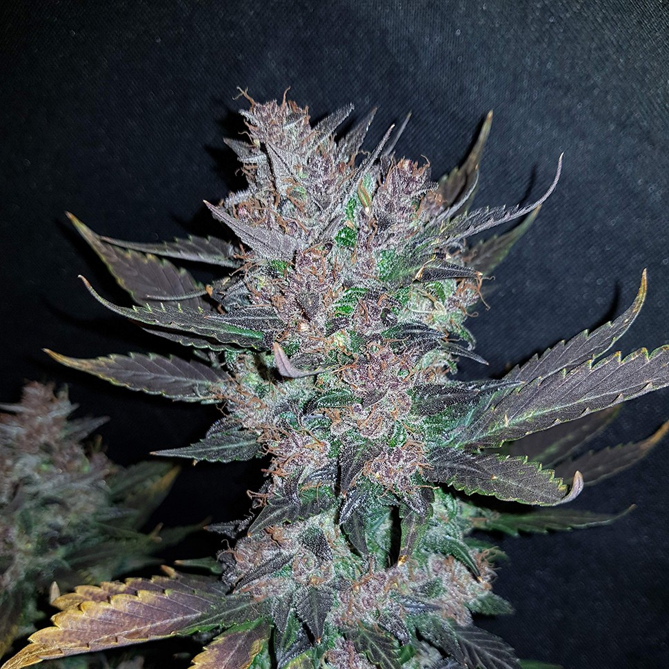 купить семена конопли в оригинальных упаковках Auto Dark Devil feminised 