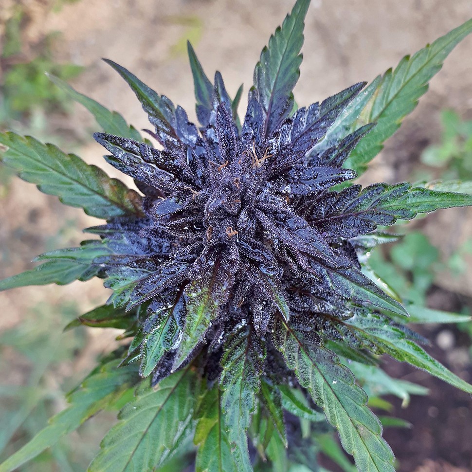 купить семена конопли гидропоники Auto Dark Devil feminised