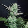 заказать семена конопли Auto Dark Devil feminised