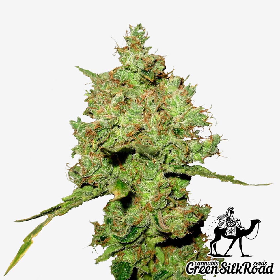 Семена марихуаны  Amnesia feminised Green Silk Road Seeds