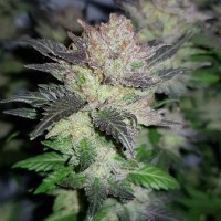 Auto Critical CBD feminised Ganja Seeds