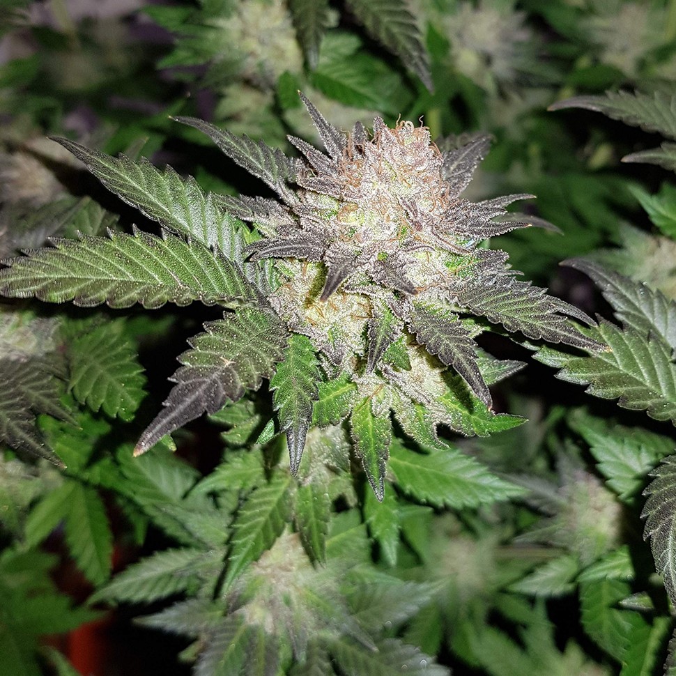 купить семена конопли феминизированные Auto Critical CBD feminised