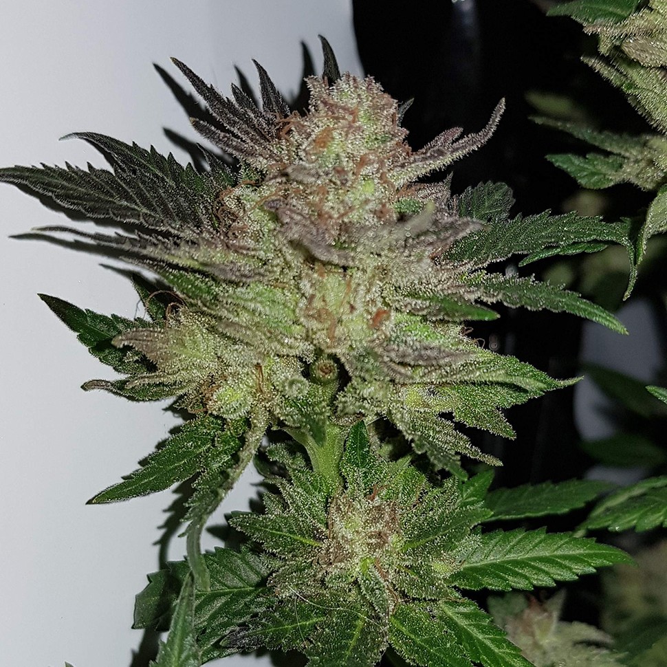 купить семена сортовой конопли Auto Critical CBD feminised