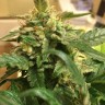 Семена конопли  Sevilla Cheese feminised Ganja Seeds