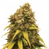 Семена конопли  Sevilla Cheese feminised Ganja Seeds