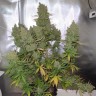 купить семена конопли  Auto Blueberry feminised