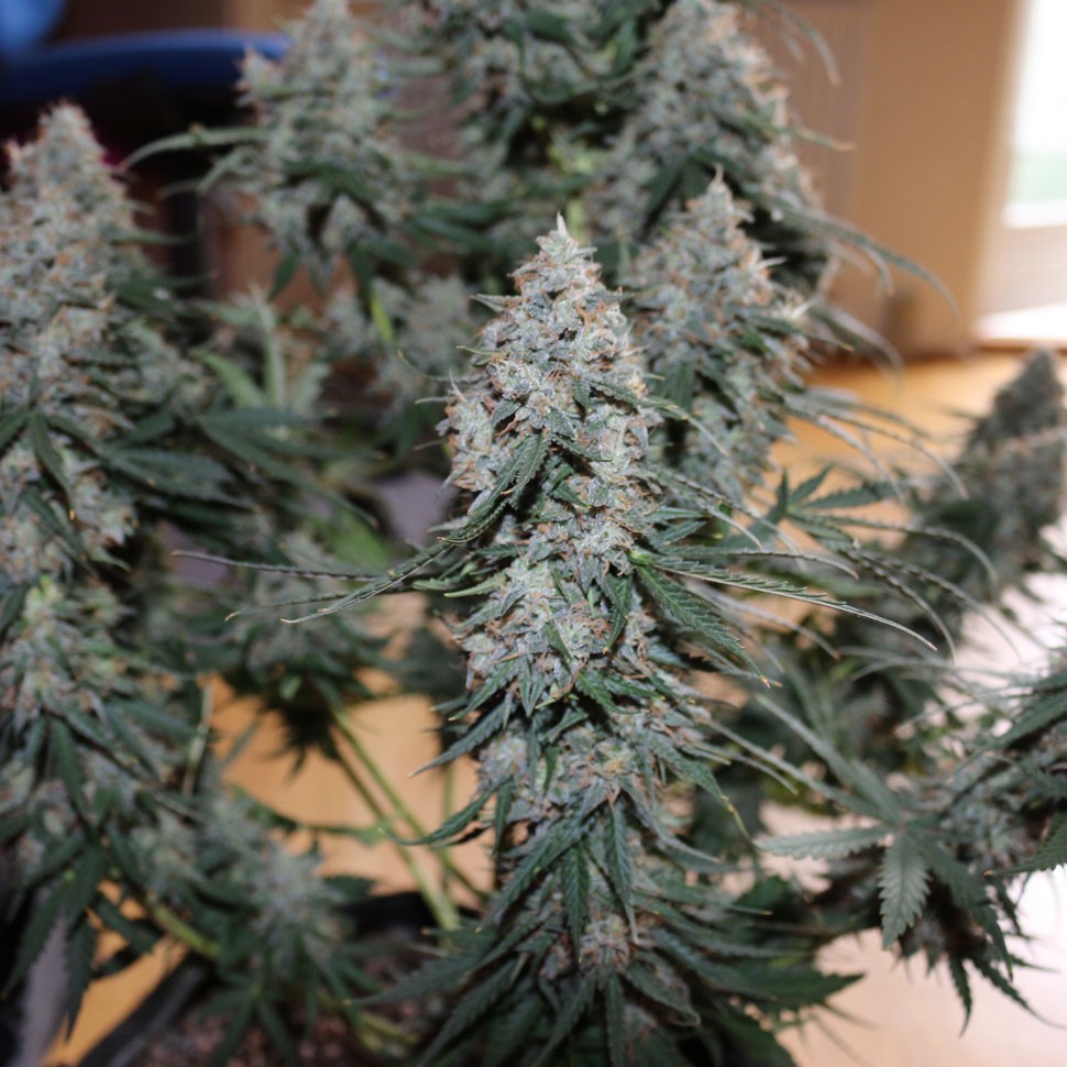 купить семена конопли в фирменной упаковке  Auto Blueberry feminised