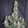 заказать семена конопли  Auto Blueberry feminised