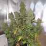 заказать семена конопли Auto Blueberry feminised
