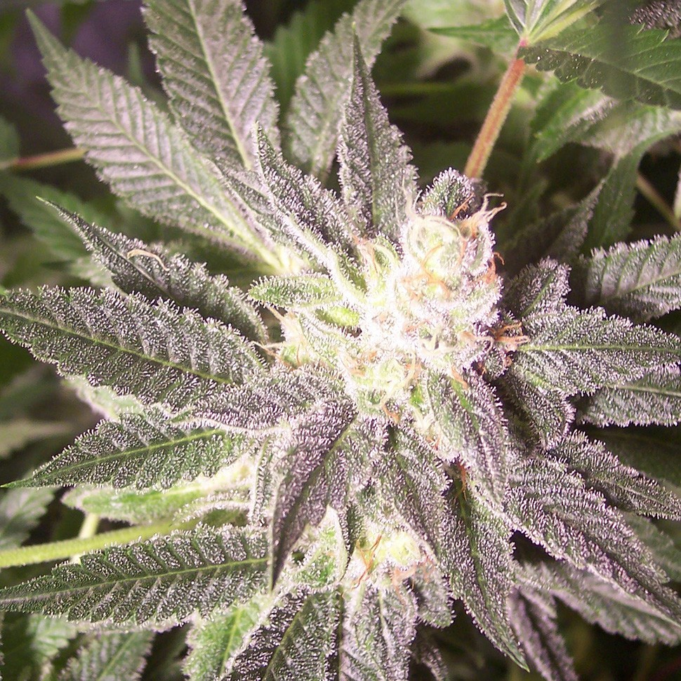 Семена каннабиса  Auto Goverla regular Ganja Seeds