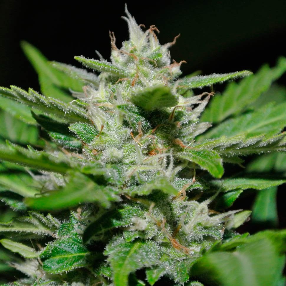 Семена каннабиса  Auto Syrop feminised Ganja Seeds