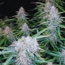Семена каннабиса  Auto Syrop feminised Ganja Seeds