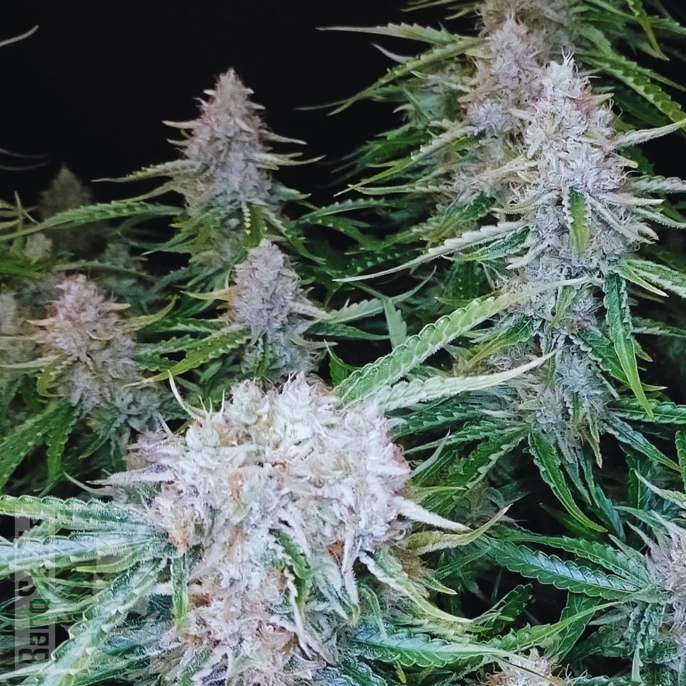 Семена каннабиса  Auto Syrop feminised Ganja Seeds