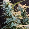 Семена каннабиса  Auto Syrop feminised Ganja Seeds