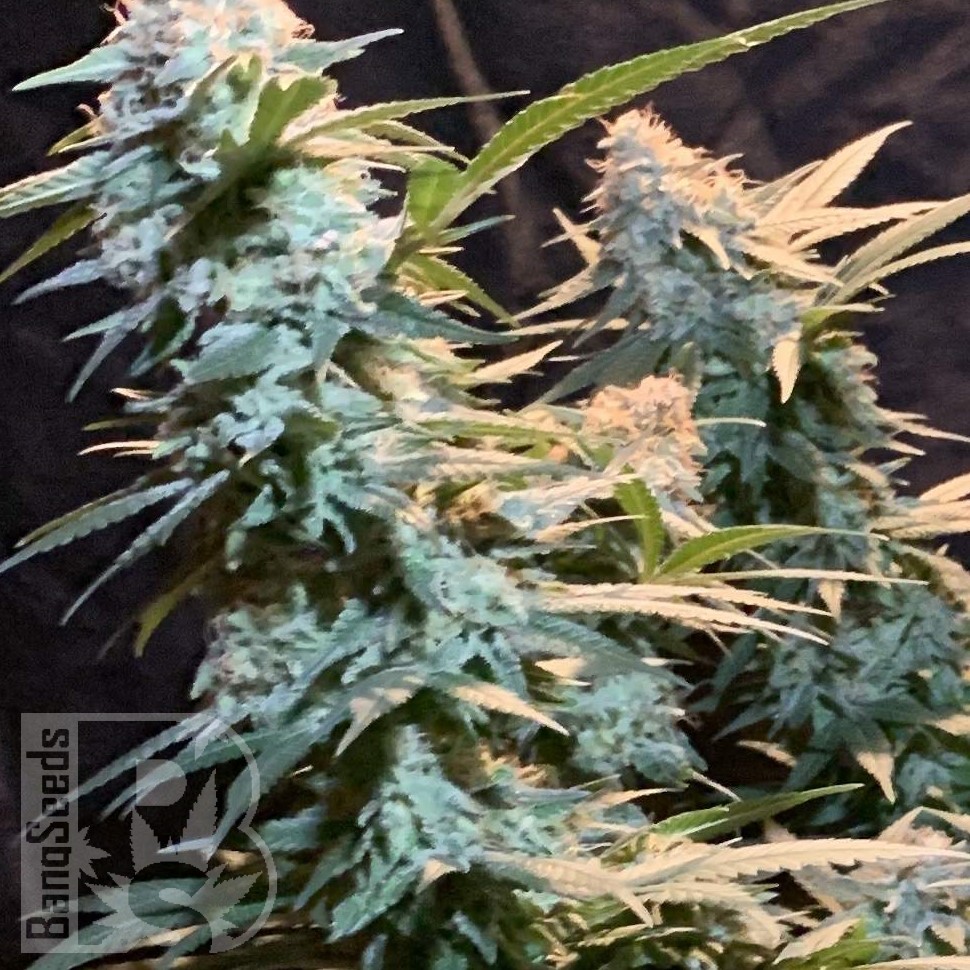 Семена каннабиса  Auto Syrop feminised Ganja Seeds