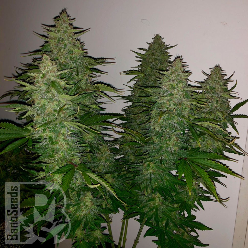 Семена конопли  Royal Gorilla feminised Ganja Seeds