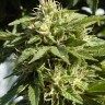 Семена ганжа  Shaman feminised Ganja Seeds