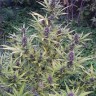 Семена ганжа  Shaman feminised Ganja Seeds