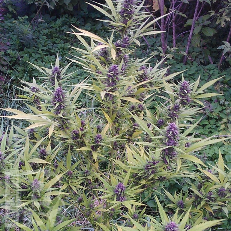 Семена ганжа  Shaman feminised Ganja Seeds