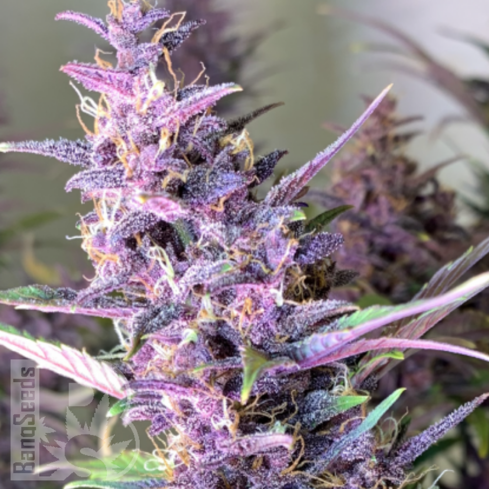 Семена ганжа  Shaman feminised Ganja Seeds