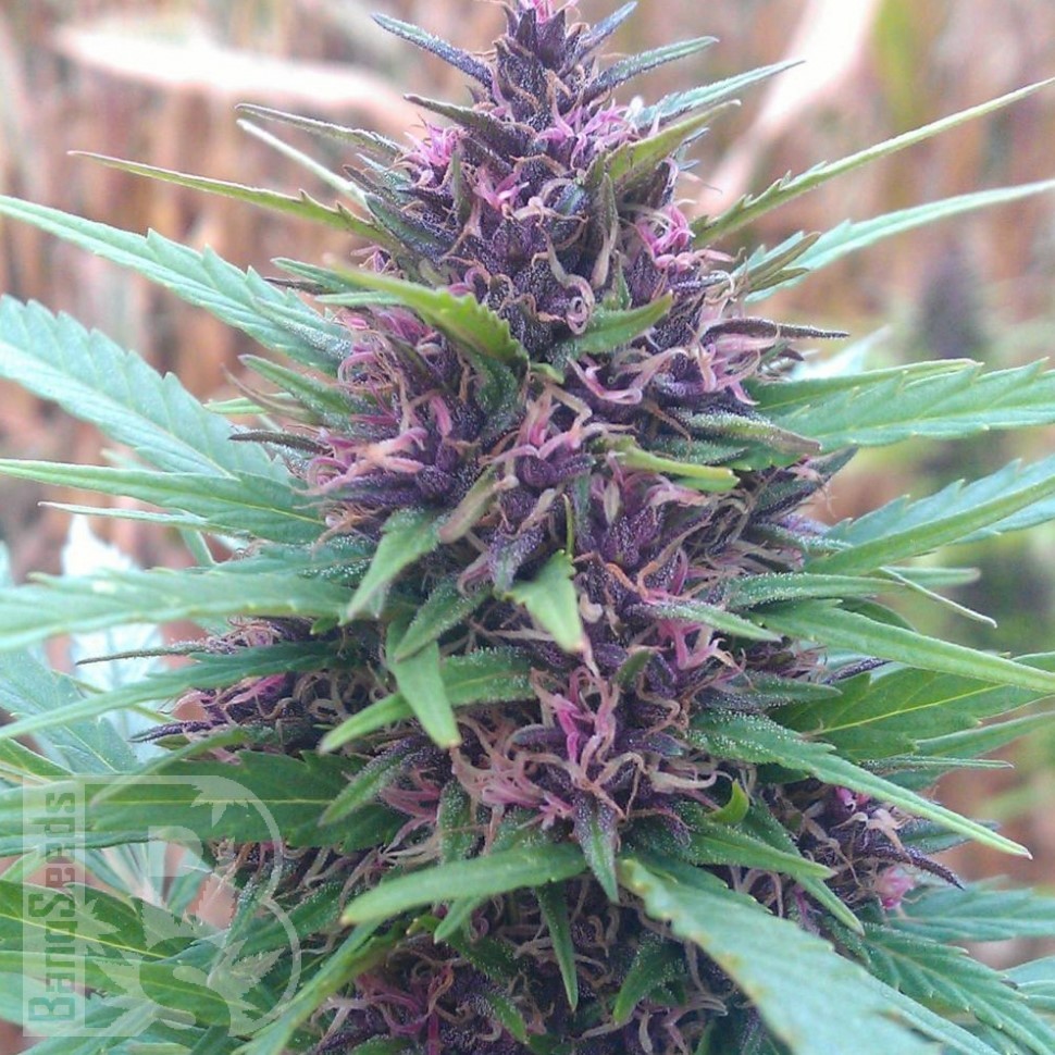 Семена ганжа  Shaman feminised Ganja Seeds