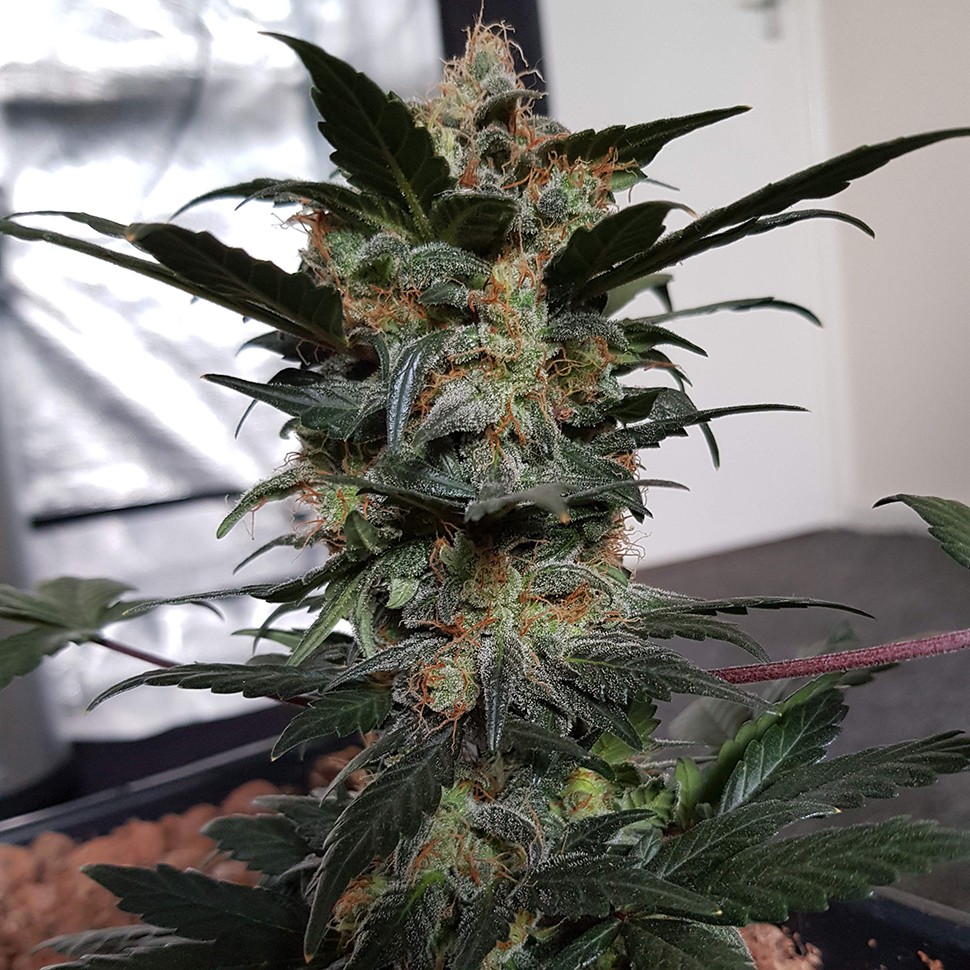 Семена  Auto Mazar feminised Ganja Seeds