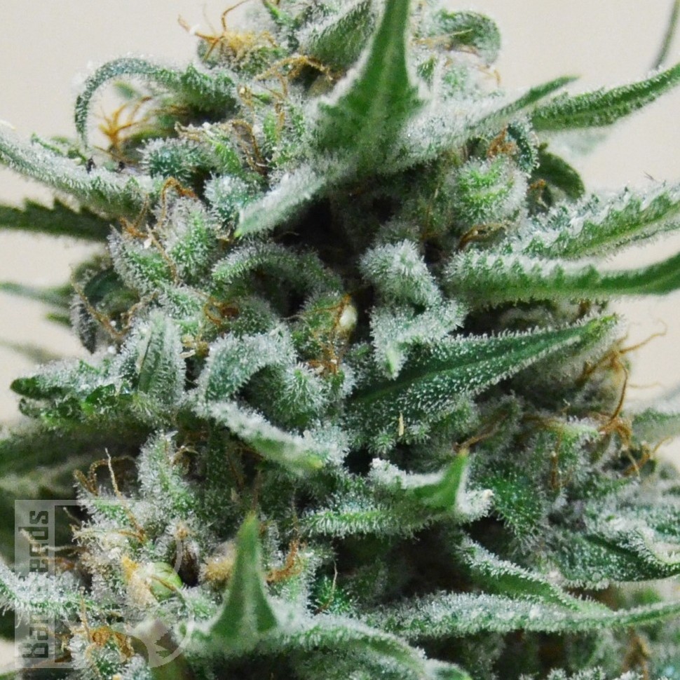 Семена  Hindu Kush x White Russian feminised Ganja Seeds