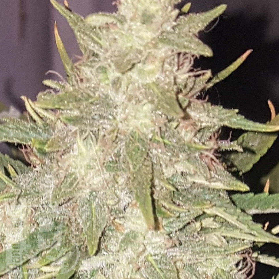 Семена  Hindu Kush x White Russian feminised Ganja Seeds