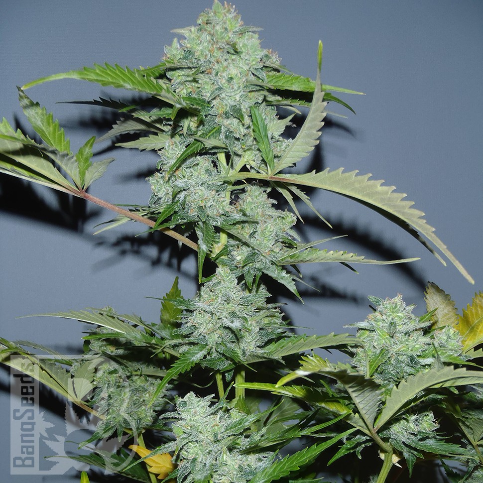 Семена ганжа  Auto White Widow x AK feminised Ganja Seeds