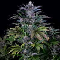 Silver Haze feminised Ganja Seeds
