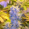 заказ семян конопли Auto Northern Lights feminised