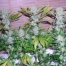 заказать семена конопли наложенным платежом Auto Northern Lights feminised