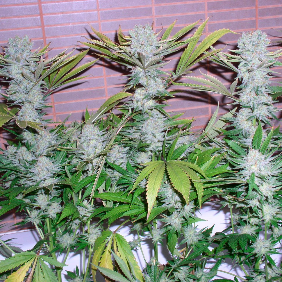 заказать семена конопли наложенным платежом Auto Northern Lights feminised