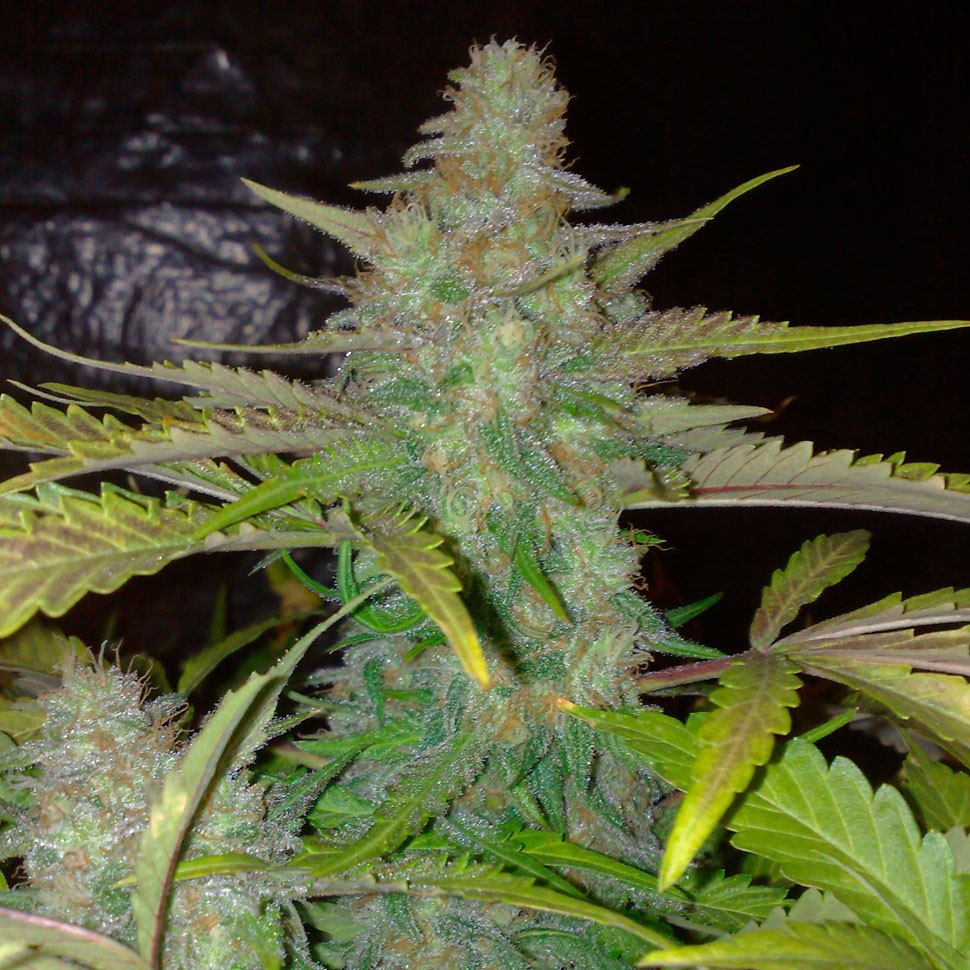 заказать качественные семена конопли Auto Northern Lights feminised