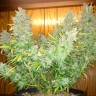 купить семена конопли Auto Northern Lights feminised