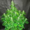 купить семена конопли в оригинальных упаковках Auto Northern Lights feminised