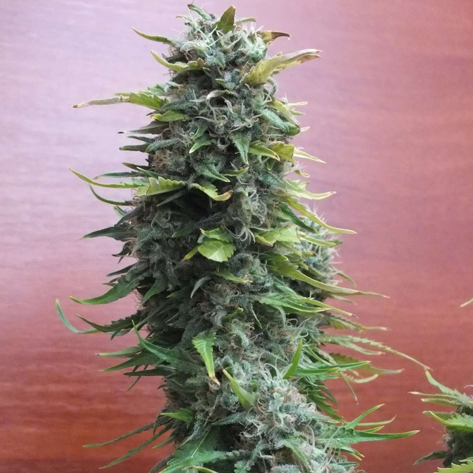 Семена конопли  Top Skunk 44 feminised Ganja Seeds