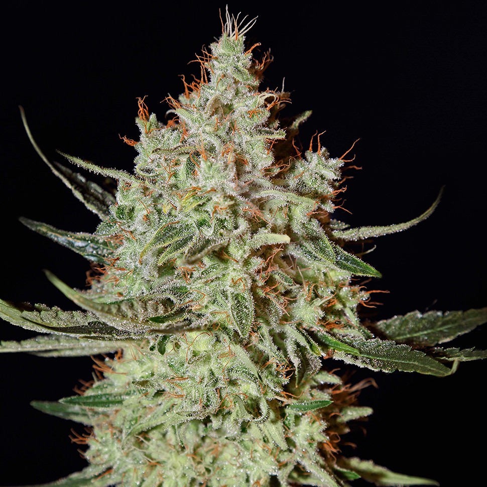 Семена конопли  K-Train feminised Ganja Seeds