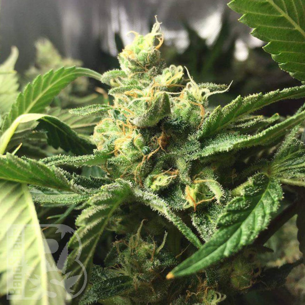 Семена ганжа  Skunk Amsterdam feminised Ganja Seeds