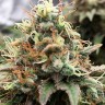 Семена ганжа  Skunk Amsterdam feminised Ganja Seeds