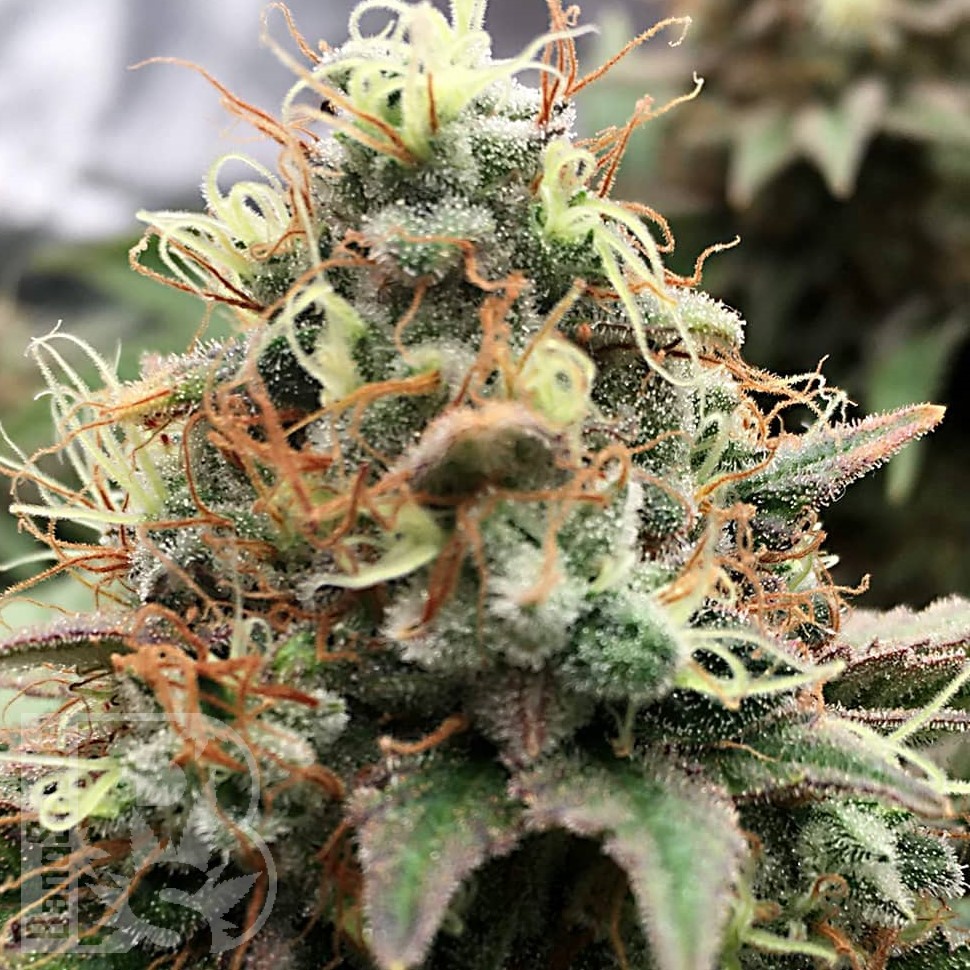 Семена ганжа  Skunk Amsterdam feminised Ganja Seeds