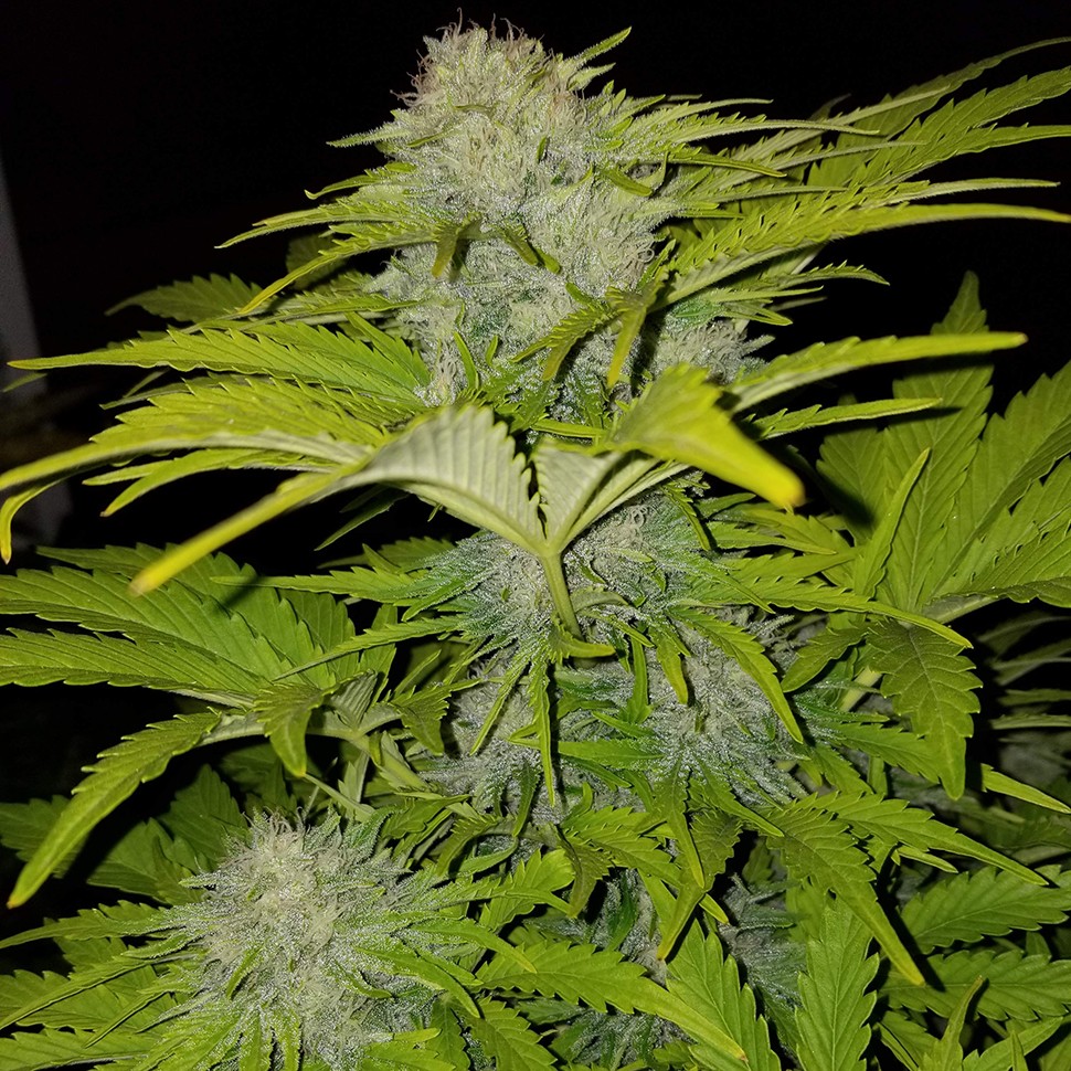 Семена марихуаны  Auto Bubble Gum feminised Ganja Seeds