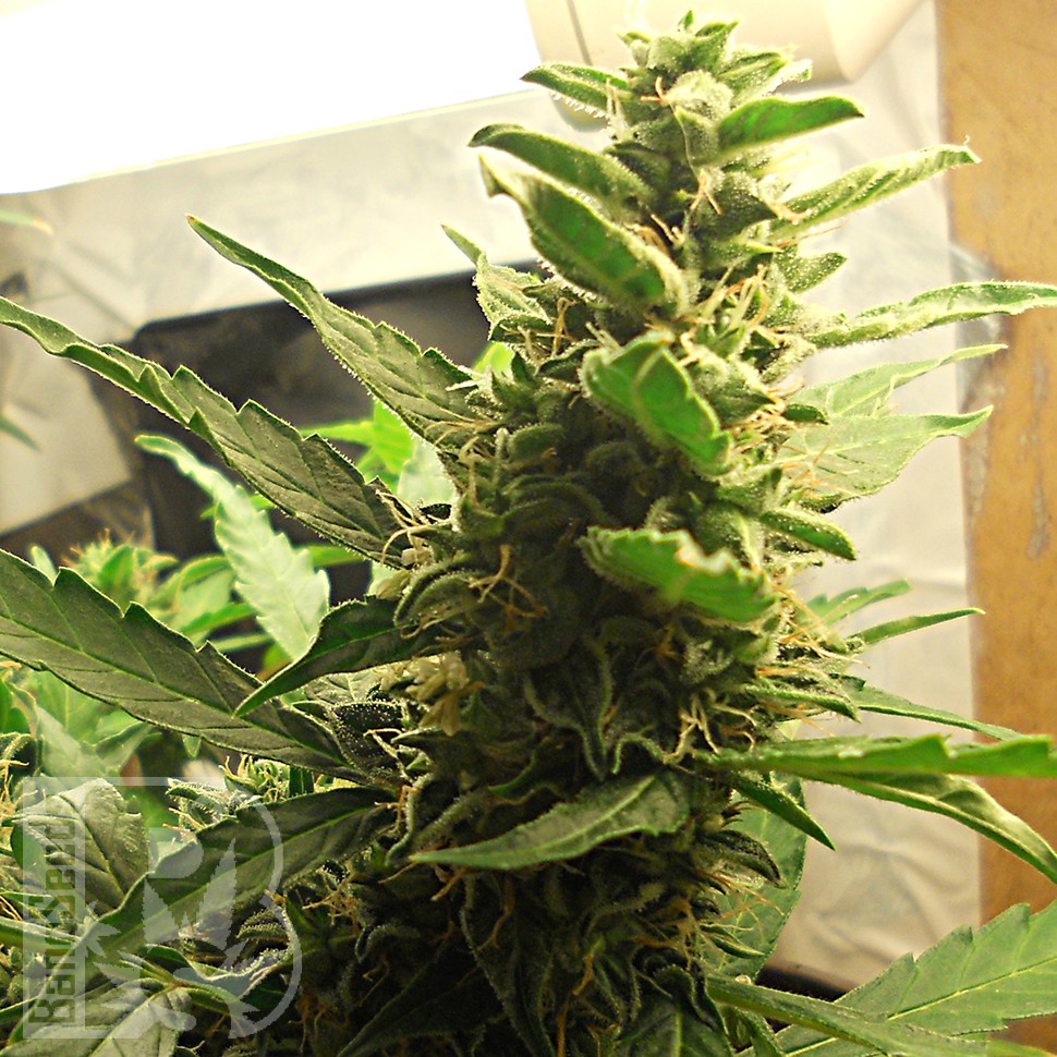 Семена марихуаны  1024 feminised Ganja Seeds