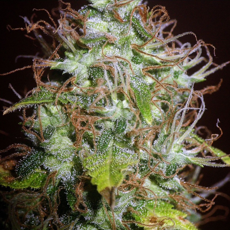 Семена конопли  Auto Kush feminised Ganja Seeds
